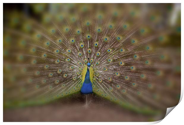 Peacock Print by Dean Messenger