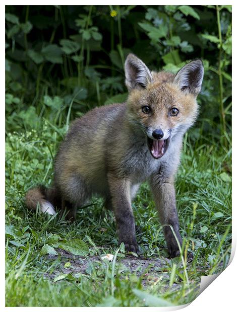fox cub 2 Print by Dean Messenger