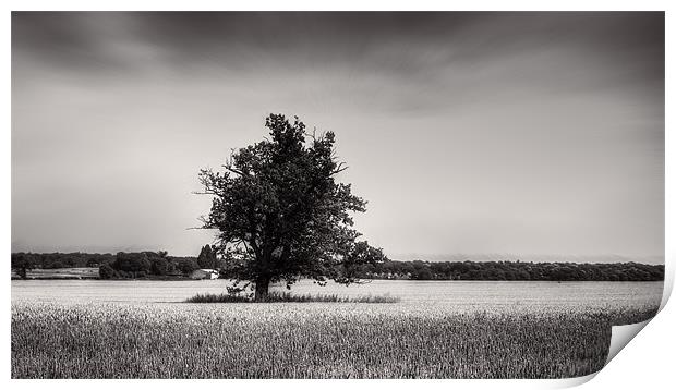 Tree among the cornfields Print by Dean Messenger