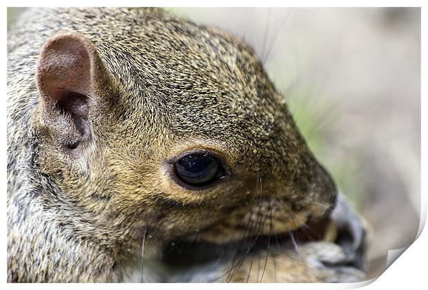 squirrel up close Print by Dean Messenger