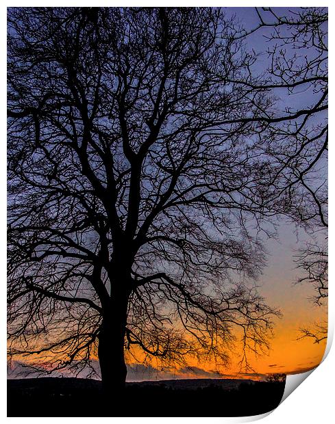Tree Silhouette winter sunset Print by Dean Messenger