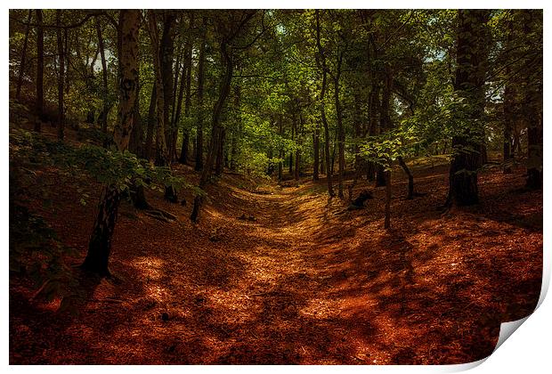  woodland walk Print by Dean Messenger