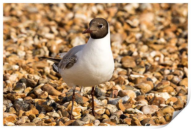  black headed gull  Print by Dean Messenger