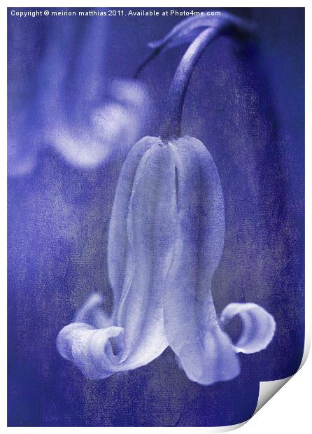 bluebell in blue Print by meirion matthias