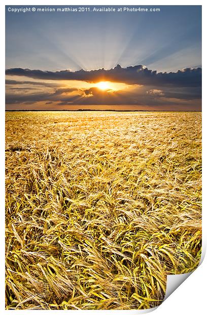 barley at sunset vertical Print by meirion matthias