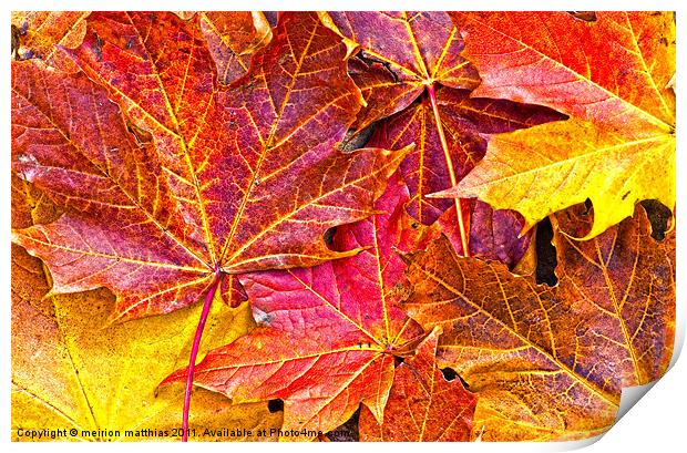 Maple the king of autumn Print by meirion matthias