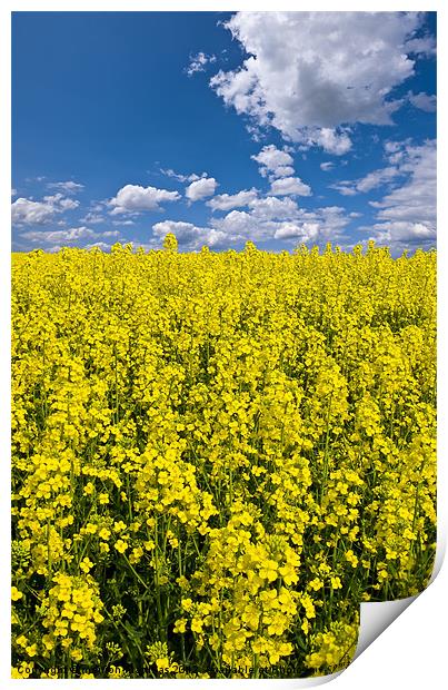 bright yellow rapeseed field Print by meirion matthias