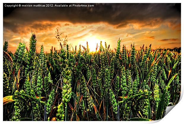 sunset with wheat Print by meirion matthias