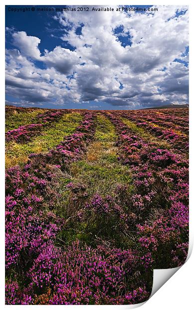 lines of heather Print by meirion matthias