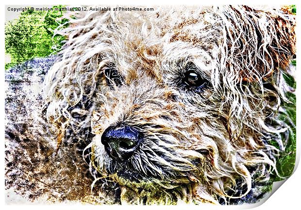 scruffiest dog in the world Print by meirion matthias