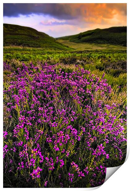 lucky heather Print by meirion matthias