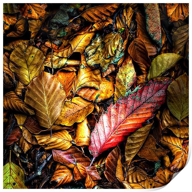 beautiful wet autumn leaves Print by meirion matthias