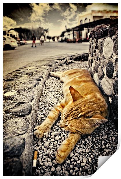 alley cat siesta in grunge Print by meirion matthias