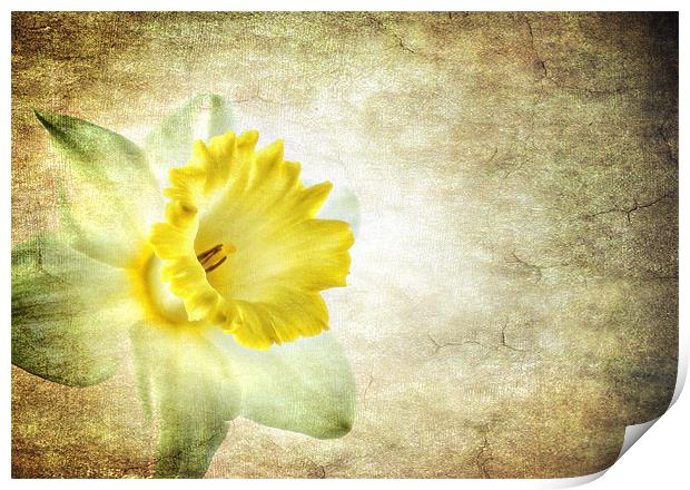 the daffodil Print by meirion matthias