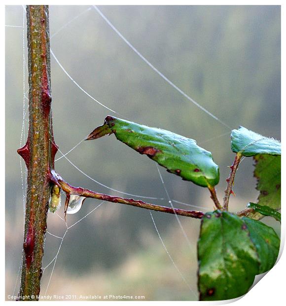 Cobweb and dewdrop Print by Mandy Rice