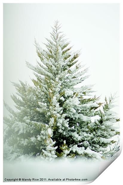 Snow covered tree branches Print by Mandy Rice