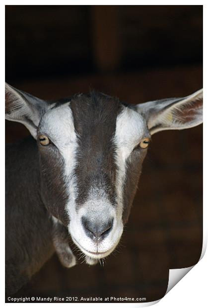 Goats portrait Print by Mandy Rice