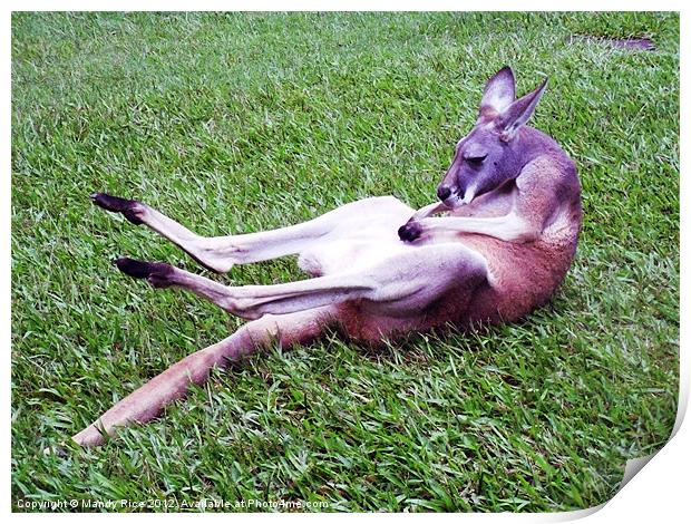 Kangaroo having a scratch Print by Mandy Rice