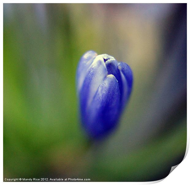 Blue flower bud Print by Mandy Rice