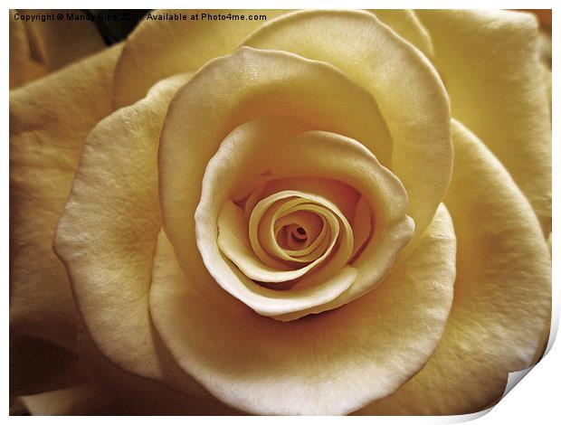  Cream rose old style Print by Mandy Rice