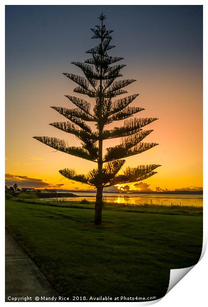 Norfolk Island Pine NZ Print by Mandy Rice