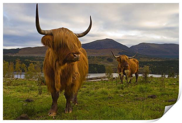 Highland Cattle, Loch Garry, Scotland Print by Richard Nicholls