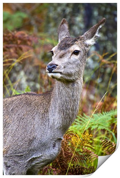 Red Deer In Glen Etive Print by Richard Nicholls