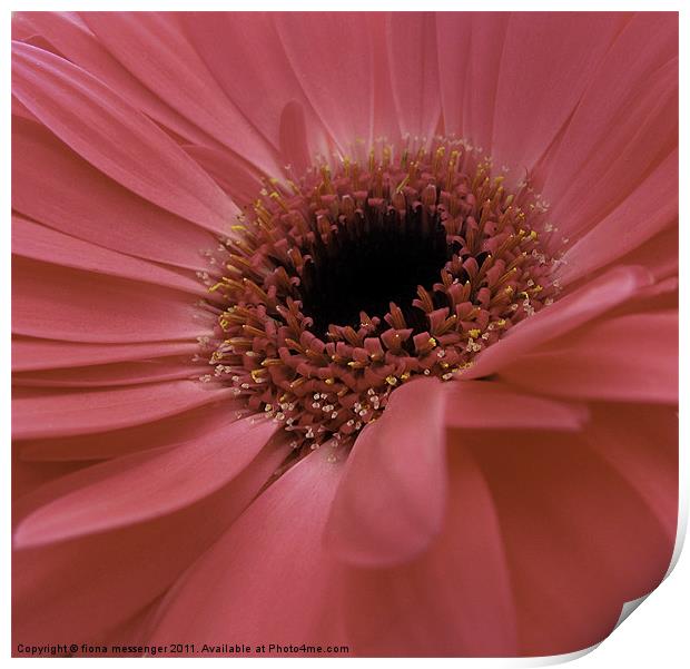 pink gerbera Print by Fiona Messenger