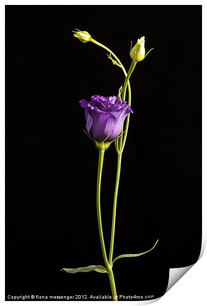 lisianthus Print by Fiona Messenger