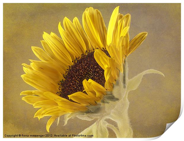 Sunflower Print by Fiona Messenger