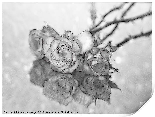 Black and White Roses Print by Fiona Messenger