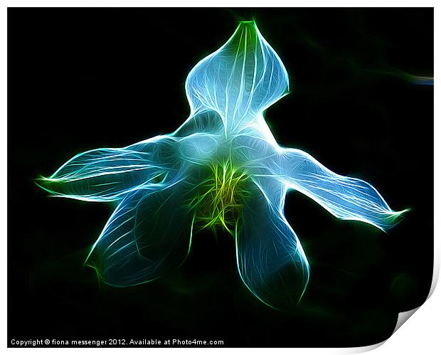 Blue Orchid Print by Fiona Messenger