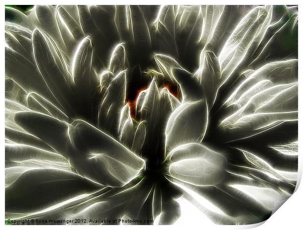 White Chrysanthemum fractalius Print by Fiona Messenger