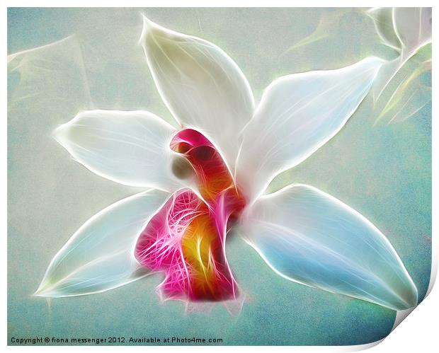 Orchid Blues Print by Fiona Messenger