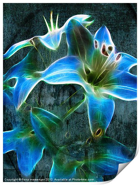Lily Blue Print by Fiona Messenger