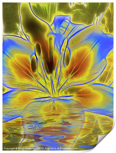 Reflections of Blue Lily Print by Fiona Messenger