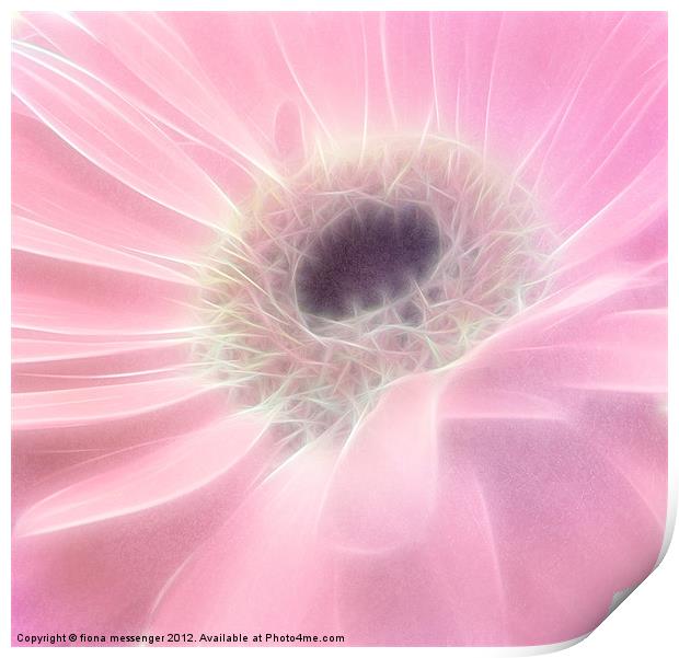 Gerbera in Pink Print by Fiona Messenger