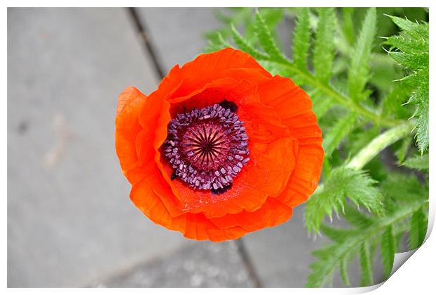 poppy Print by Nelly Gogus