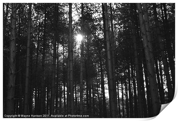 Afternoon sun through the woods Print by Wayne Harrison