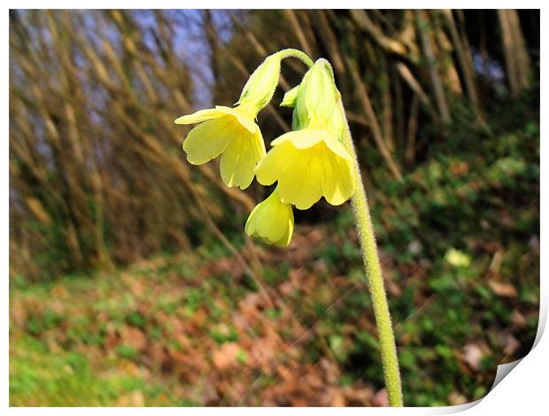 A lonely cowslip Print by Sara Messenger