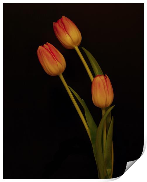 Tulips Print by Sara Messenger