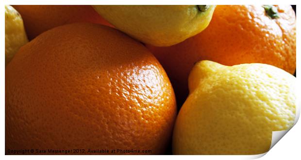 Oranges & Lemons Print by Sara Messenger