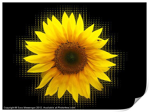 Sunflower shakes Print by Sara Messenger