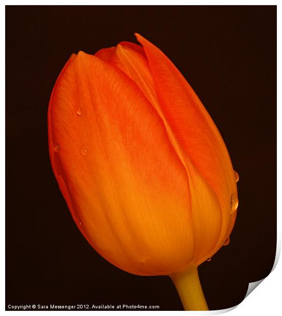 Cry me a tulip Print by Sara Messenger