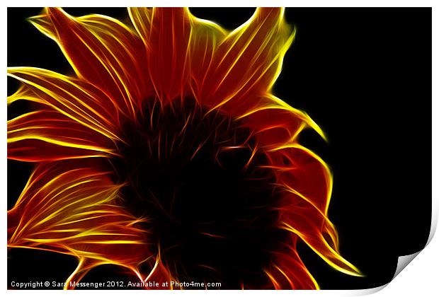 Sunflower glow Print by Sara Messenger