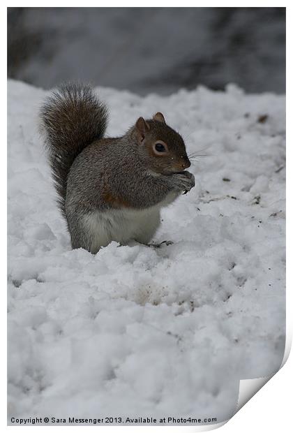 Grey squirrel in the snow Print by Sara Messenger