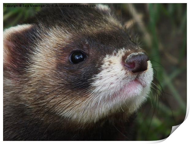 Polecat Print by Sara Messenger