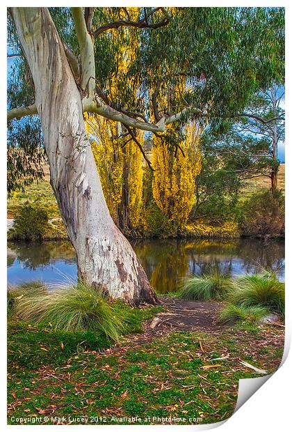 The River Gum Print by Mark Lucey