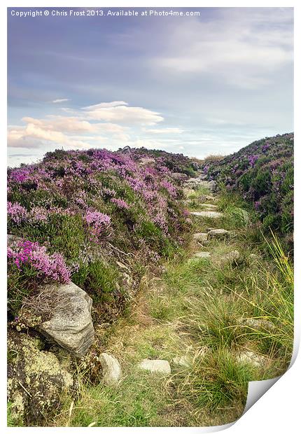 Heather on Simonside Hills Print by Chris Frost