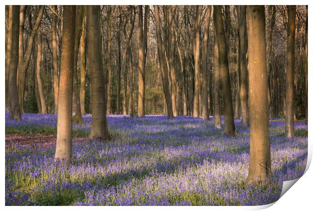 Sea of Bluebells Print by Chris Frost